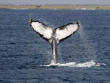 Japón cazará menos ballenas esta temporada
