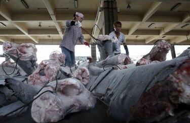 Compromiso internacional para proteger a los tiburones sedosos