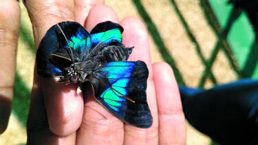 Recinto para las mariposas