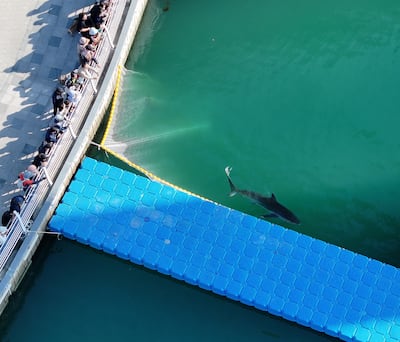 Tiburón que atrae a miles de curiosos en Corea del Sur vuelve al canal donde fue rescatado