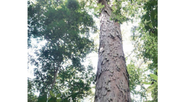 Pagar a un país para que preserve sus bosques, medida eficaz