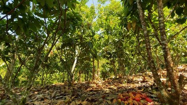 Agricultores de Centroamérica aumentan productividad con cultivo sostenible de cacao