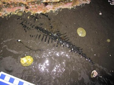 Hallan raro fósil de reptil marino en una playa de Alaska