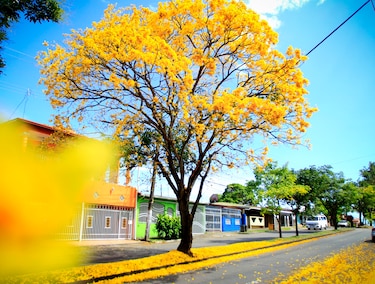 Cuando la ciudad respira amarillo: la magia del guayacán en pleno verano