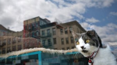 ¿Cuántos gatos habrá en Washington?