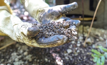 Agrotóxico vetado en Europa aniquila abejas en Colombia