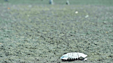 De embalse a cementerio de tortugas