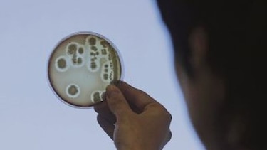 Tras la pista de la E. coli