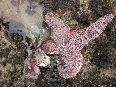 Virus aniquila estrellas de mar desde California hasta Alaska