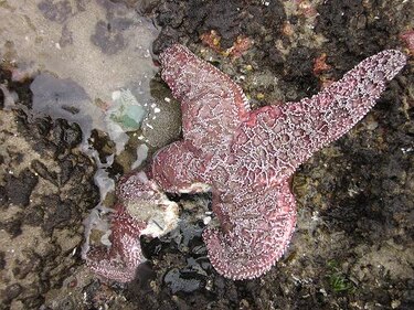 Virus aniquila estrellas de mar desde California hasta Alaska
