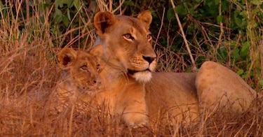 Fauna se recupera en Mozambique tras fin de la guerra civil