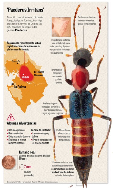 Insecto tiene en alerta a Darién
