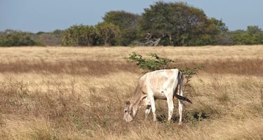 El Niño pone en riesgo cultivo de granos en el arco seco