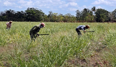 Cuba presenta demora en siembra de  caña de azúcar