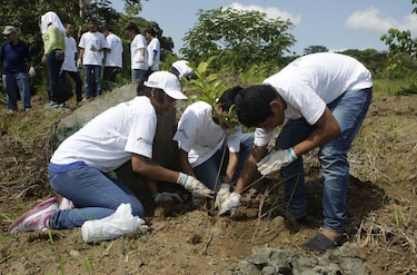 Voluntarios logran sembrar 49 mil árboles en Panamá