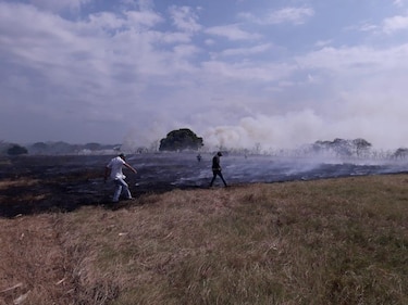Al menos 50 hectáreas de cultivos y pastos arrasadas por incendios en Los Santos
