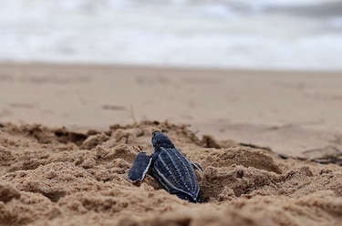Playas convertidas en aulas para aprender a proteger a la tortuga tinglar