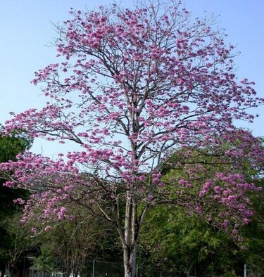 Los árboles nativos limpian el aire de dióxido de carbono