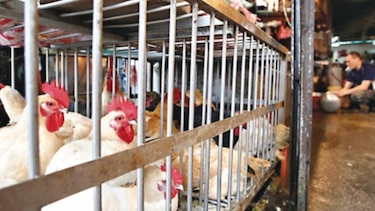China levanta prohibición contra las aves de corral de EU