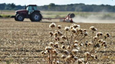 Sequía disminuirá excedente de trigo de la Unión Europea