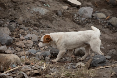 Condenan a 2 años de prisión a hombre que mató a su perro en Los Santos