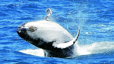 Rastrearán ballenas azules con sonoboyas