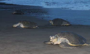Playa Prieta vuelve al público entre llamados a proteger su valor histórico y ambiental