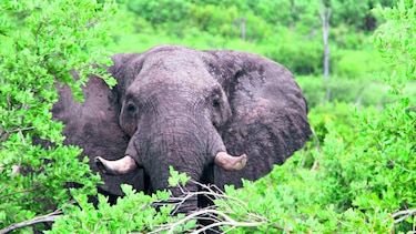 Polémica por venta de cría de elefante