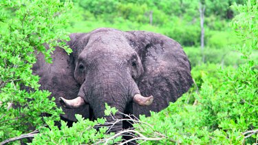 Polémica por venta de cría de elefante
