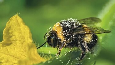 Abejas, el ser vivo más importante