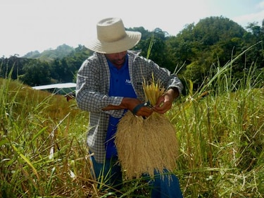 Falta de lluvias disminuye en un 50% los cultivos de arroz de subsistencia en Tonosí