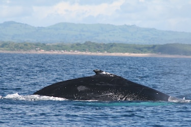 Refuerzan monitoreo de ballenas con nuevo hidrófono en Los Santos
