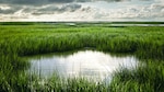 Humedales: ecosistemas valiosos para la vida humana