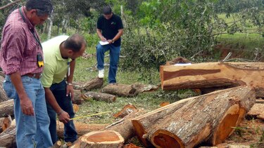 Suspenden temporalmente permisos de tala en Los Santos
