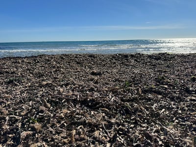 Un estudio analiza cómo transformar un alga invasora en recurso para la economía