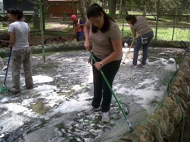 Voluntarios rehabilitan jaula para jaguares en el Parque Summit
