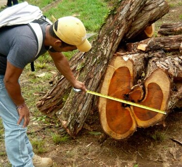 Hurtan madera y motosierras en agencias de la Anam de Las Tablas y Guararé