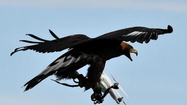 El ejército francés entrena águilas para derribar drones  amenazantes