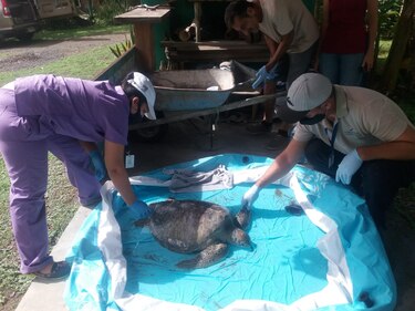 Rescatan tortuga en playa Venao