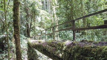 Ecologistas solicitan veto a ley que crea comarca Naso