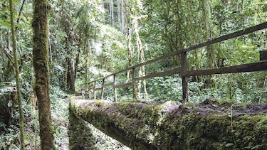 Ecologistas solicitan veto a ley que crea comarca Naso
