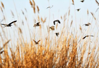 América es el continente de las aves, según Birdlife International