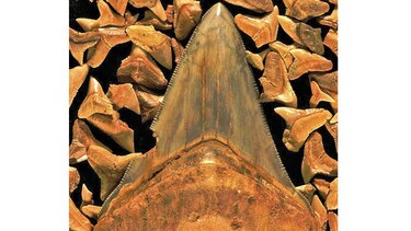 Fósiles dan luces sobre desconocida extinción de megafauna marina