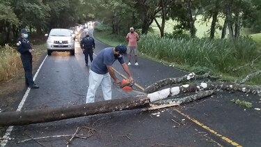 Solicitan identificar árboles enfermos a orillas de la carretera cruce Sabanagrande-Macaracas