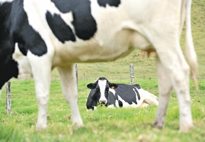 Productores exigen a Costa Rica competir en igualdad