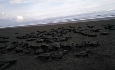 Liberan 500 tortugas nacidas en vivero artificial de Isla Cañas