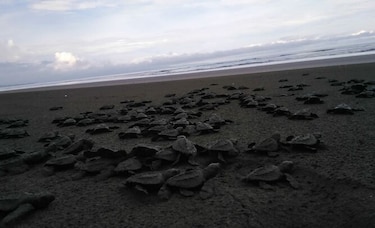Liberan 500 tortugas nacidas en vivero artificial de Isla Cañas