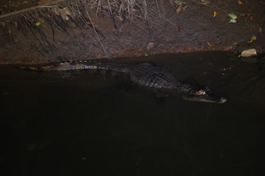 Clayton, Albrook y Diablo, bajo vigilancia por la presencia de cocodrilos