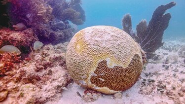 Rara enfermedad amenaza los corales del Caribe