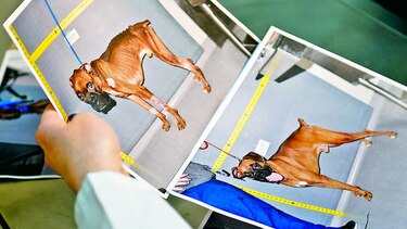 Forense investiga maltrato en perros